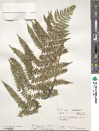 Athyrium asplenioides image