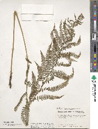 Athyrium asplenioides image