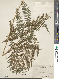 Athyrium asplenioides image