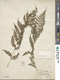 Athyrium asplenioides image