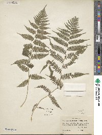 Athyrium asplenioides image