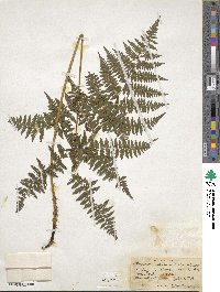 Athyrium asplenioides image