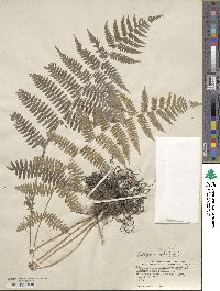 Athyrium asplenioides image