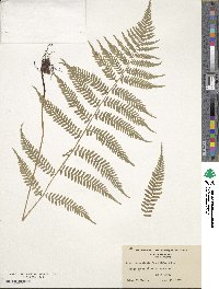 Athyrium asplenioides image