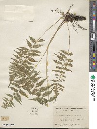 Athyrium asplenioides image