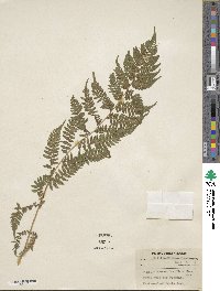 Athyrium asplenioides image