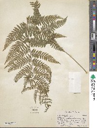 Athyrium asplenioides image