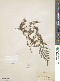 Athyrium asplenioides image