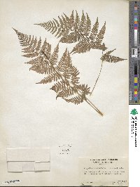 Athyrium asplenioides image