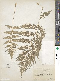 Athyrium asplenioides image