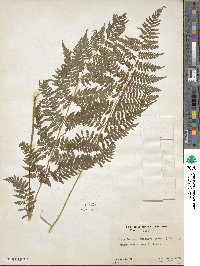 Athyrium asplenioides image