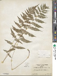 Athyrium asplenioides image