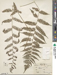 Athyrium asplenioides image