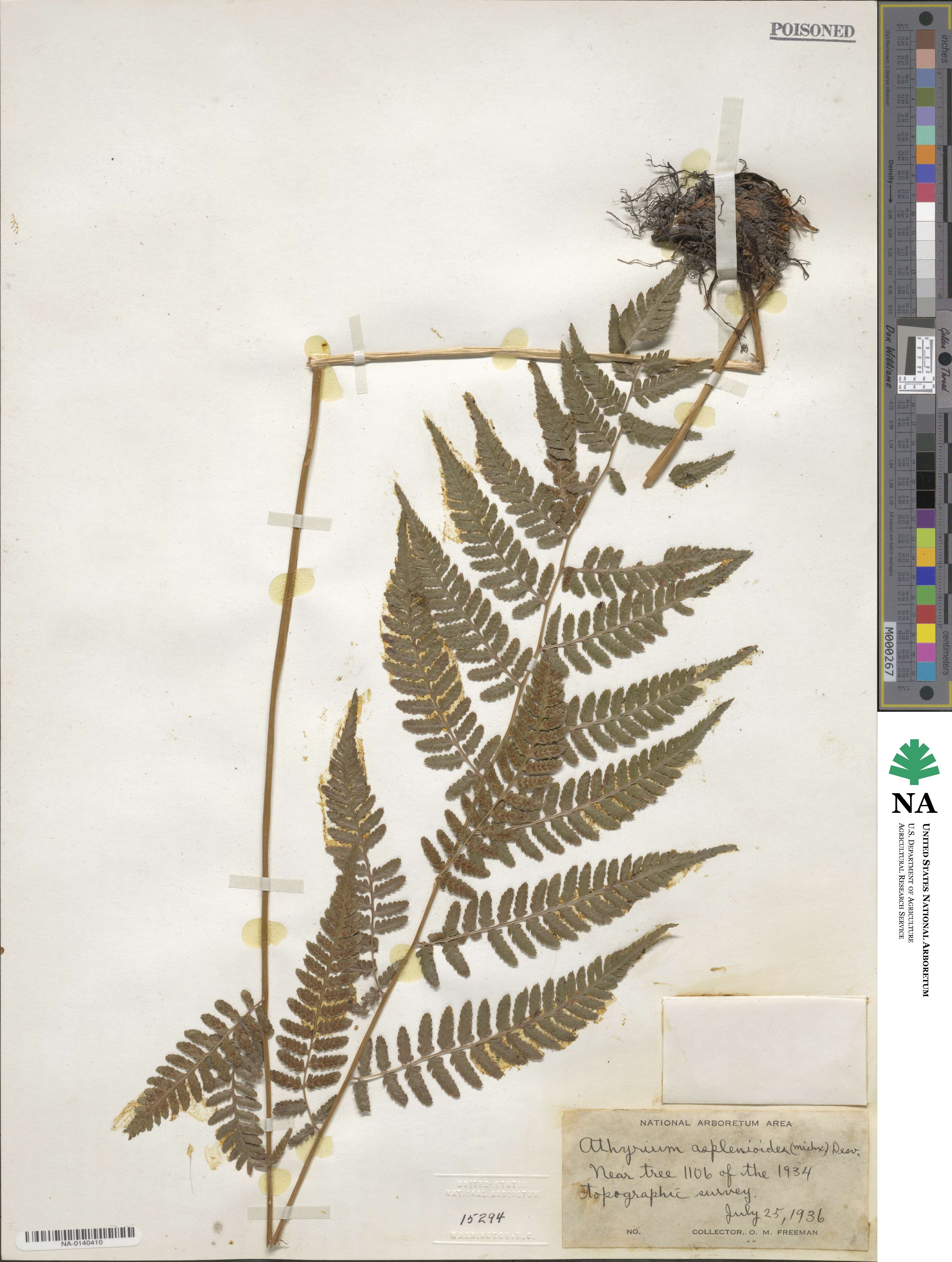 Athyrium image