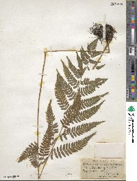 Athyrium asplenioides image