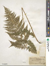 Athyrium asplenioides image