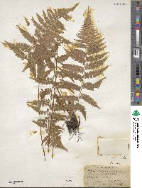 Athyrium asplenioides image