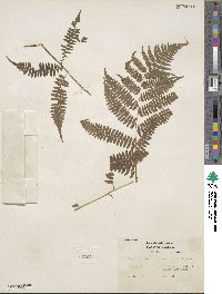 Athyrium asplenioides image