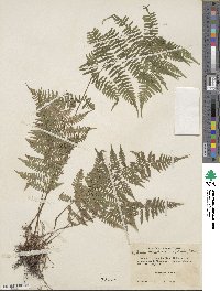 Athyrium asplenioides image