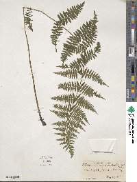 Athyrium asplenioides image