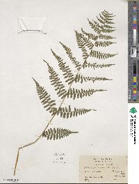 Athyrium asplenioides image