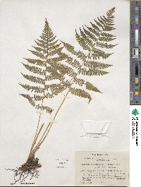 Athyrium asplenioides image