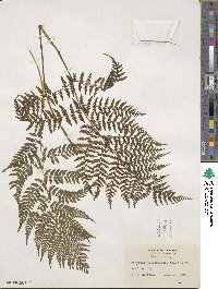 Athyrium asplenioides image