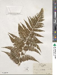 Athyrium asplenioides image