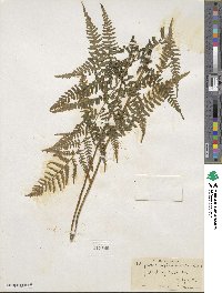 Athyrium asplenioides image