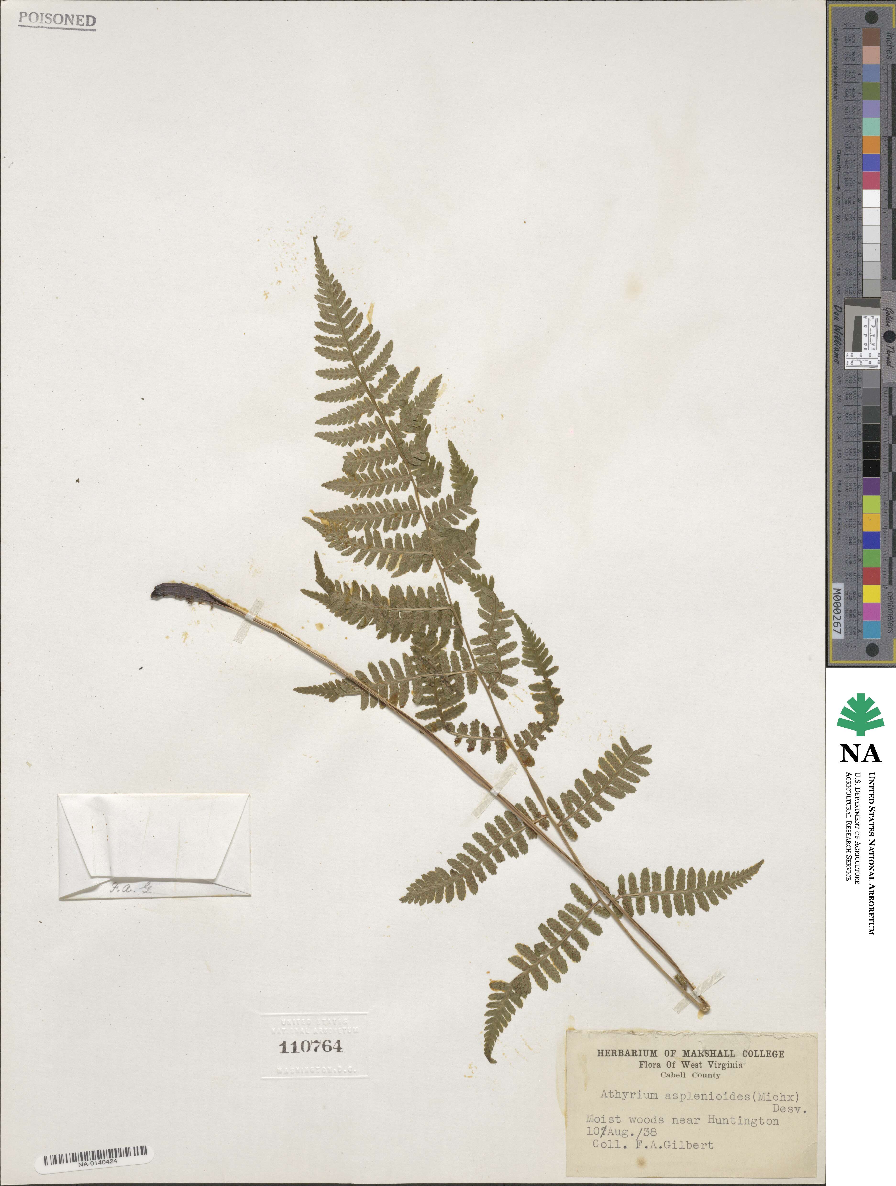 Athyrium image