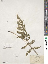 Athyrium asplenioides image