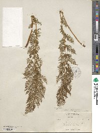 Athyrium alpestre image