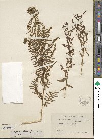 Athyrium alpestre image