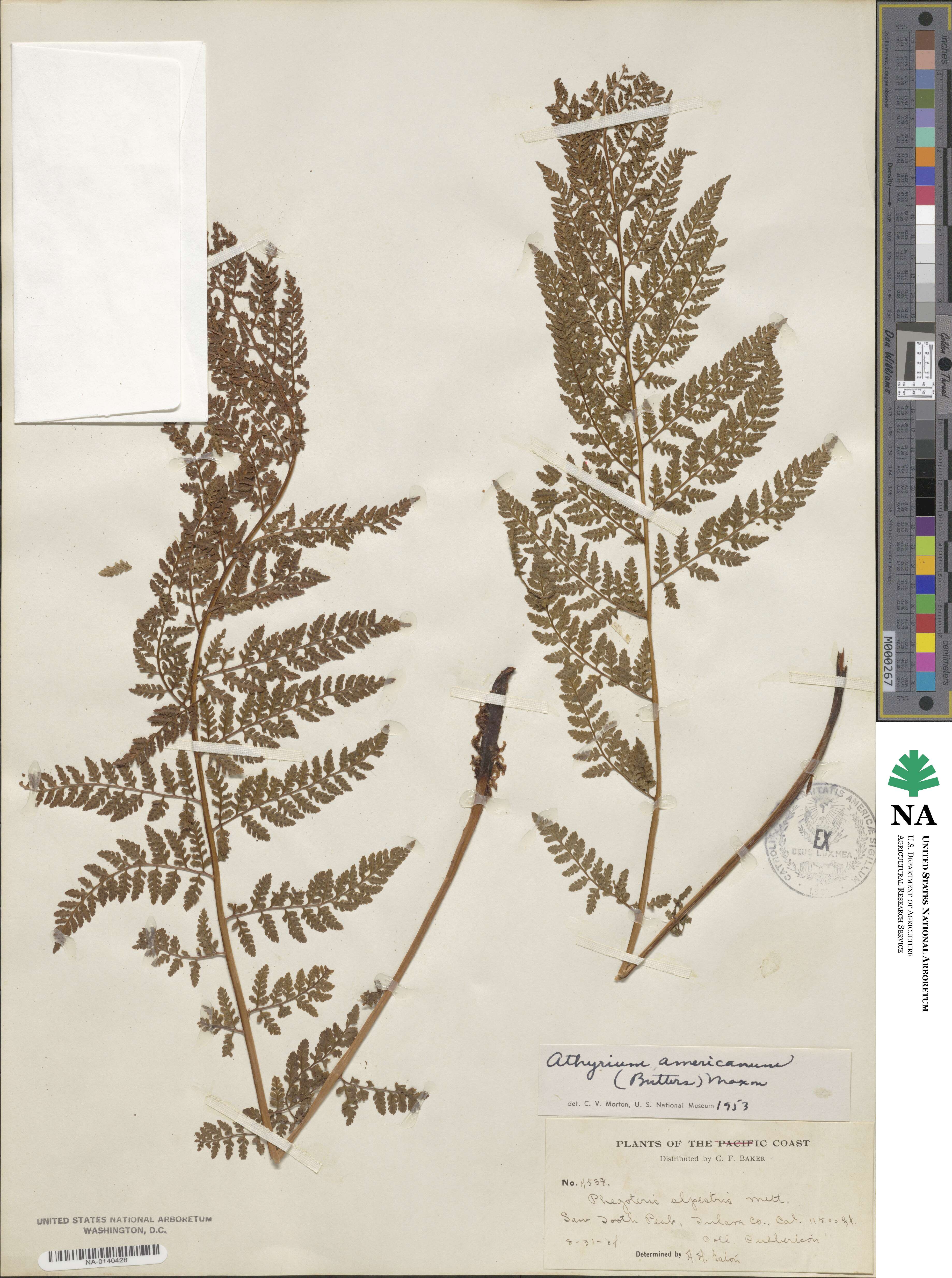 Athyrium americanum image