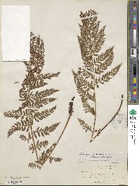 Athyrium americanum image