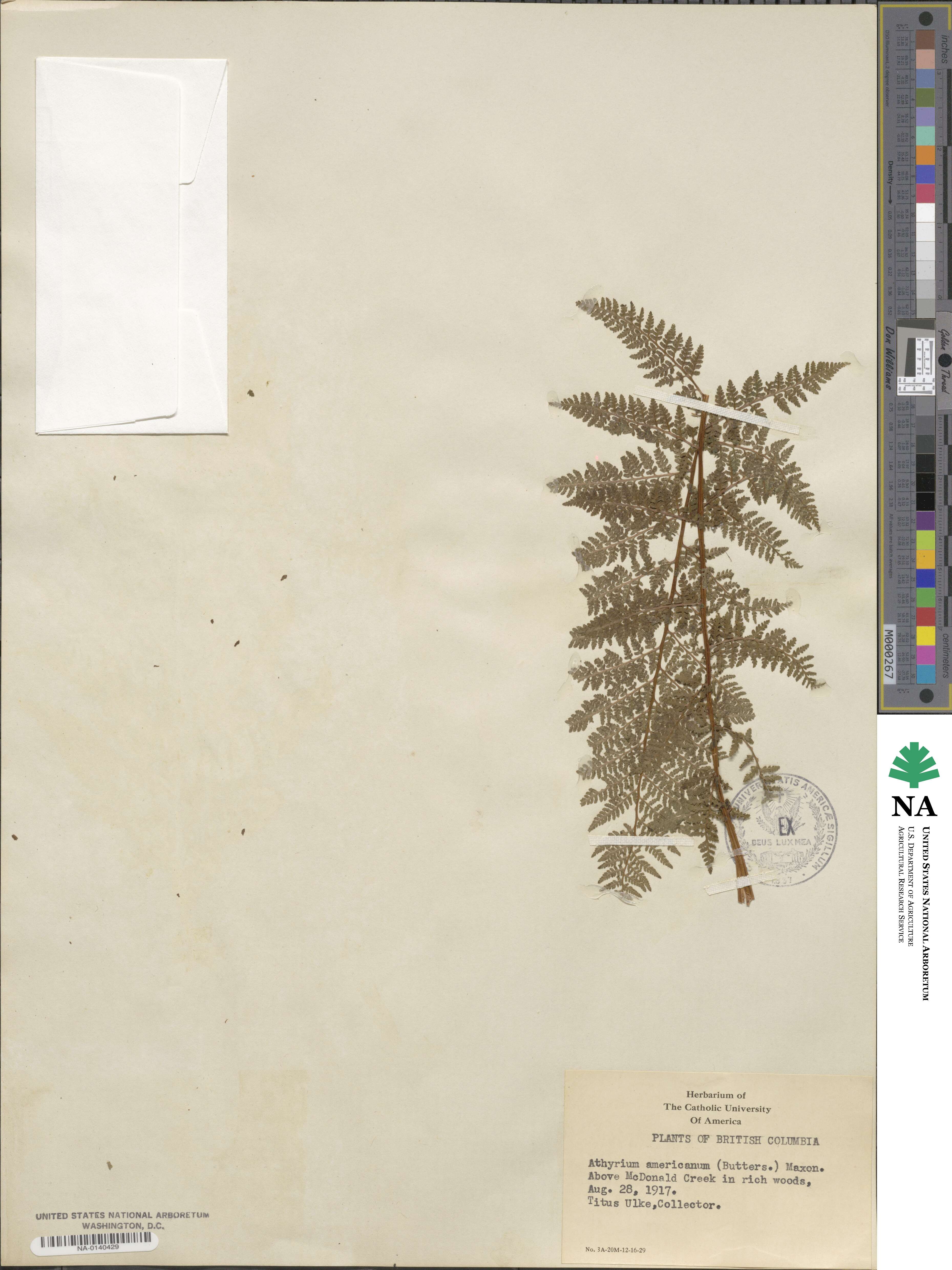 Athyrium americanum image