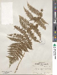 Athyrium asplenioides var. angustum image