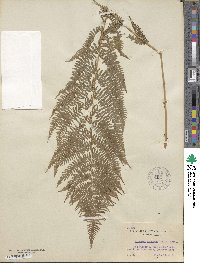 Athyrium asplenioides var. angustum image