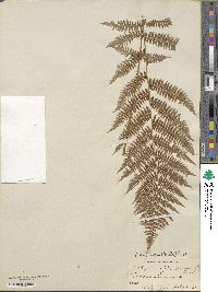 Athyrium asplenioides image