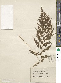 Athyrium asplenioides image