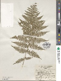 Athyrium asplenioides image