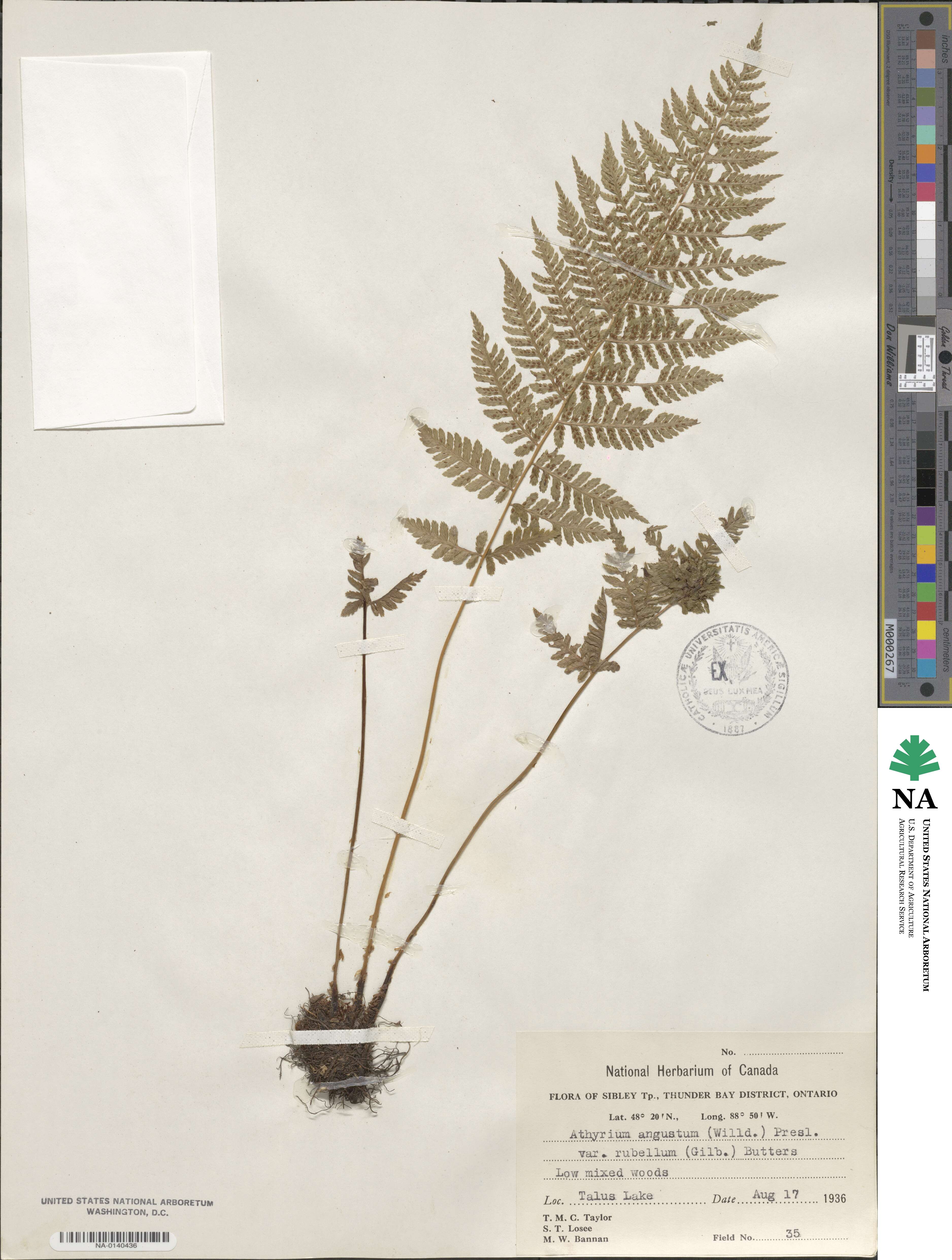 Athyrium asplenioides var. angustum image