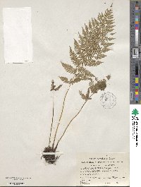 Athyrium asplenioides image