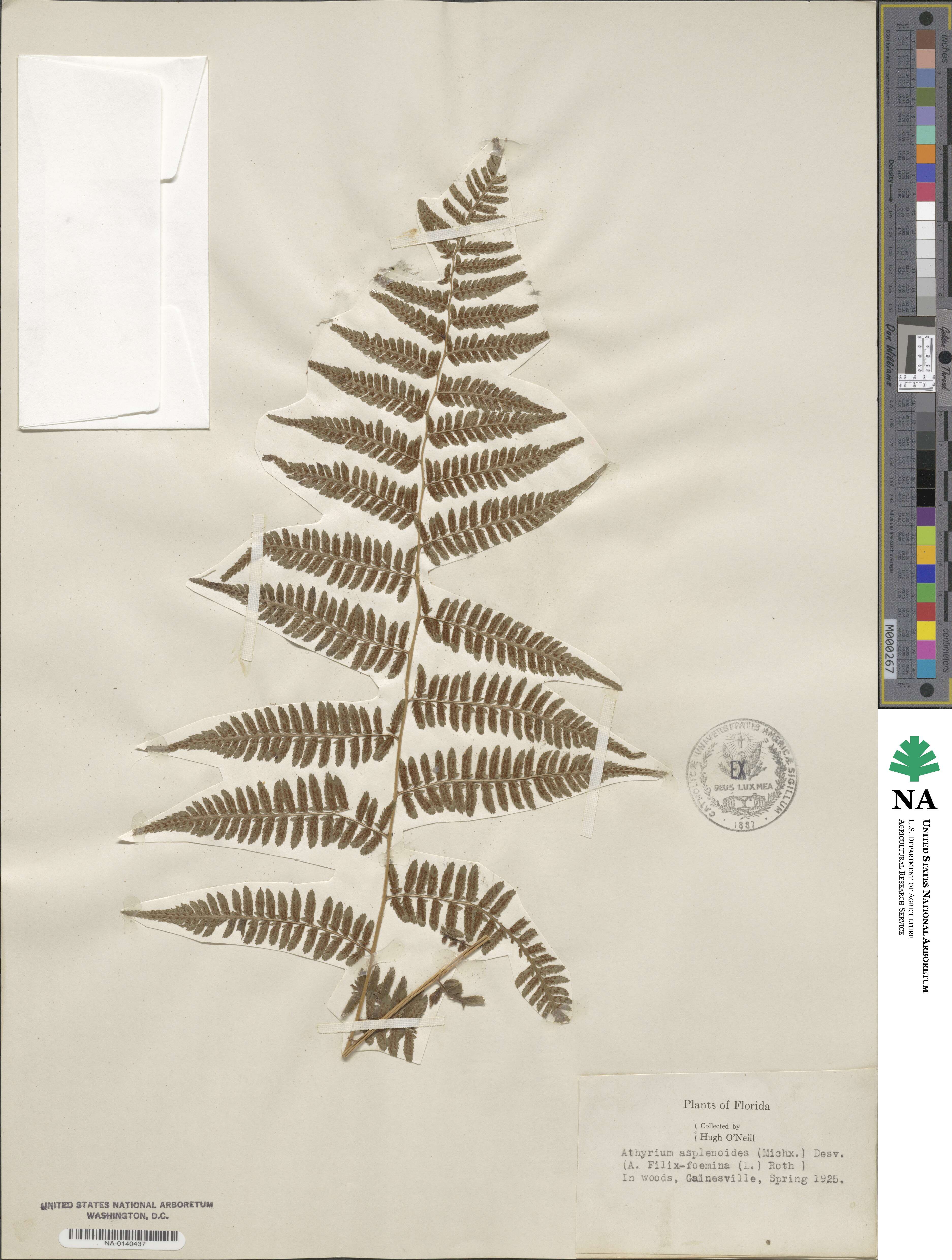 Athyrium image