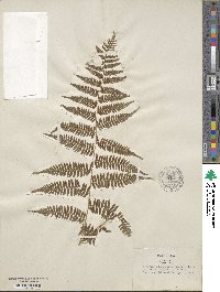 Athyrium asplenoides image