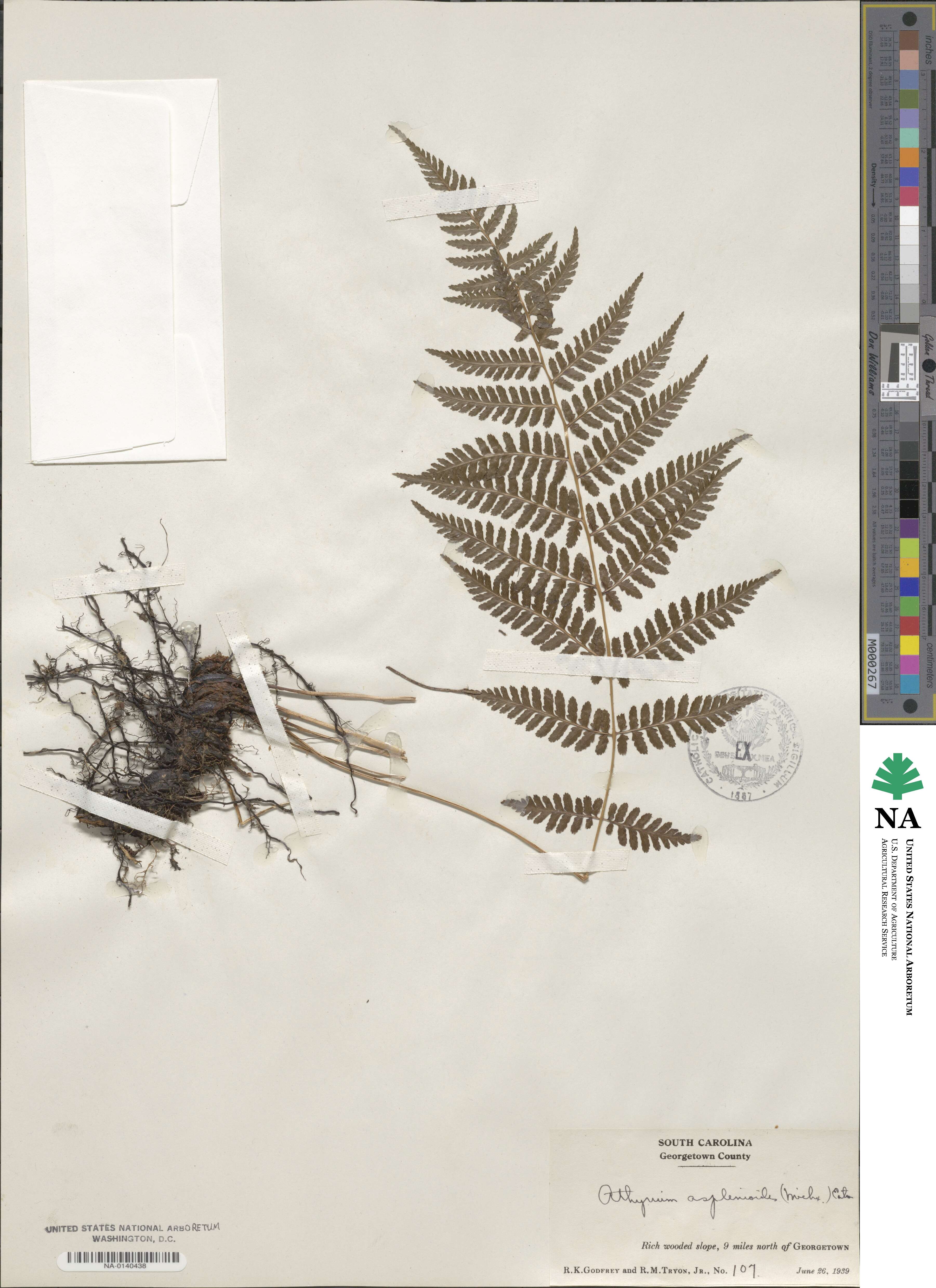 Athyrium asplenoides image