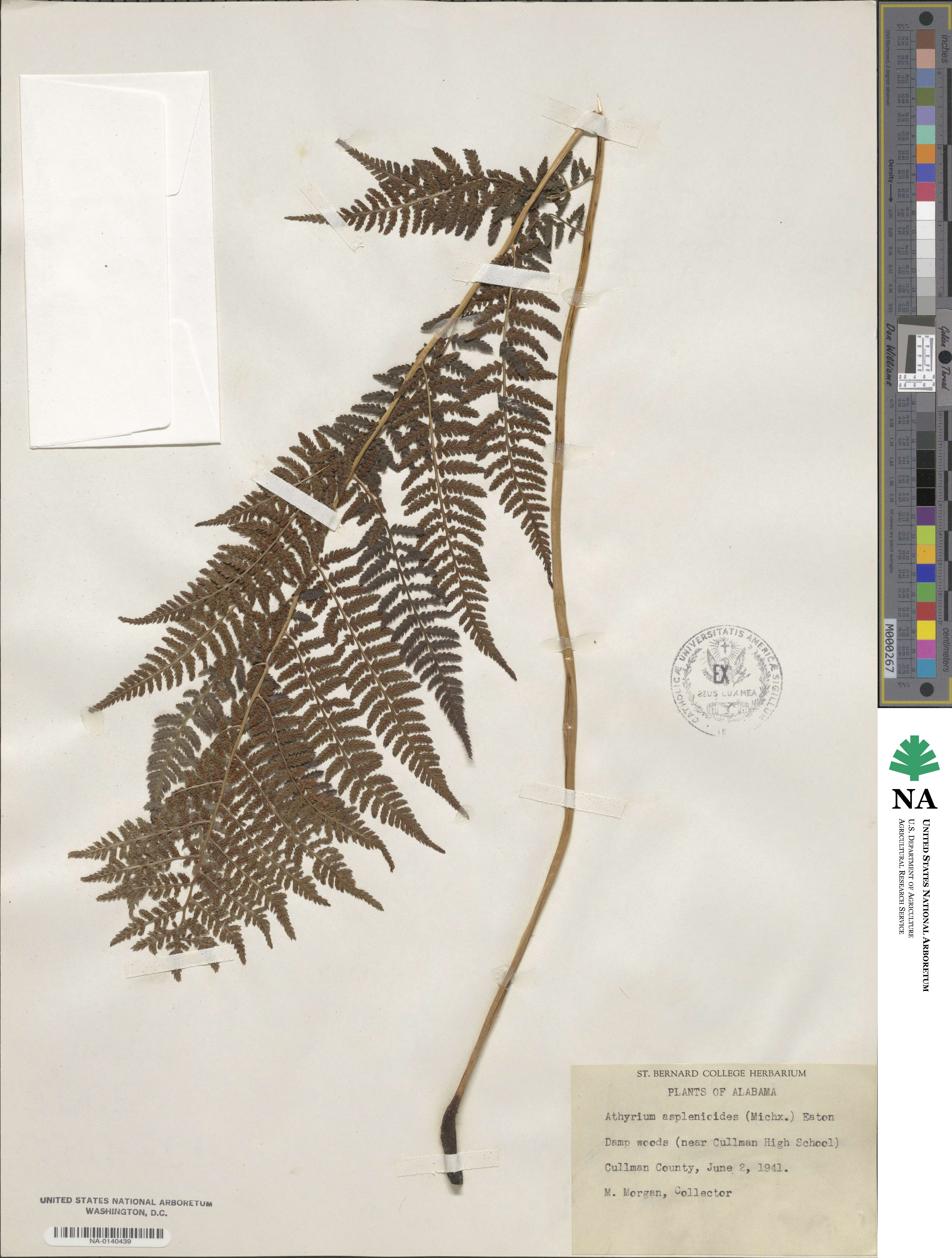 Athyrium asplenoides image