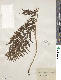 Athyrium asplenoides image