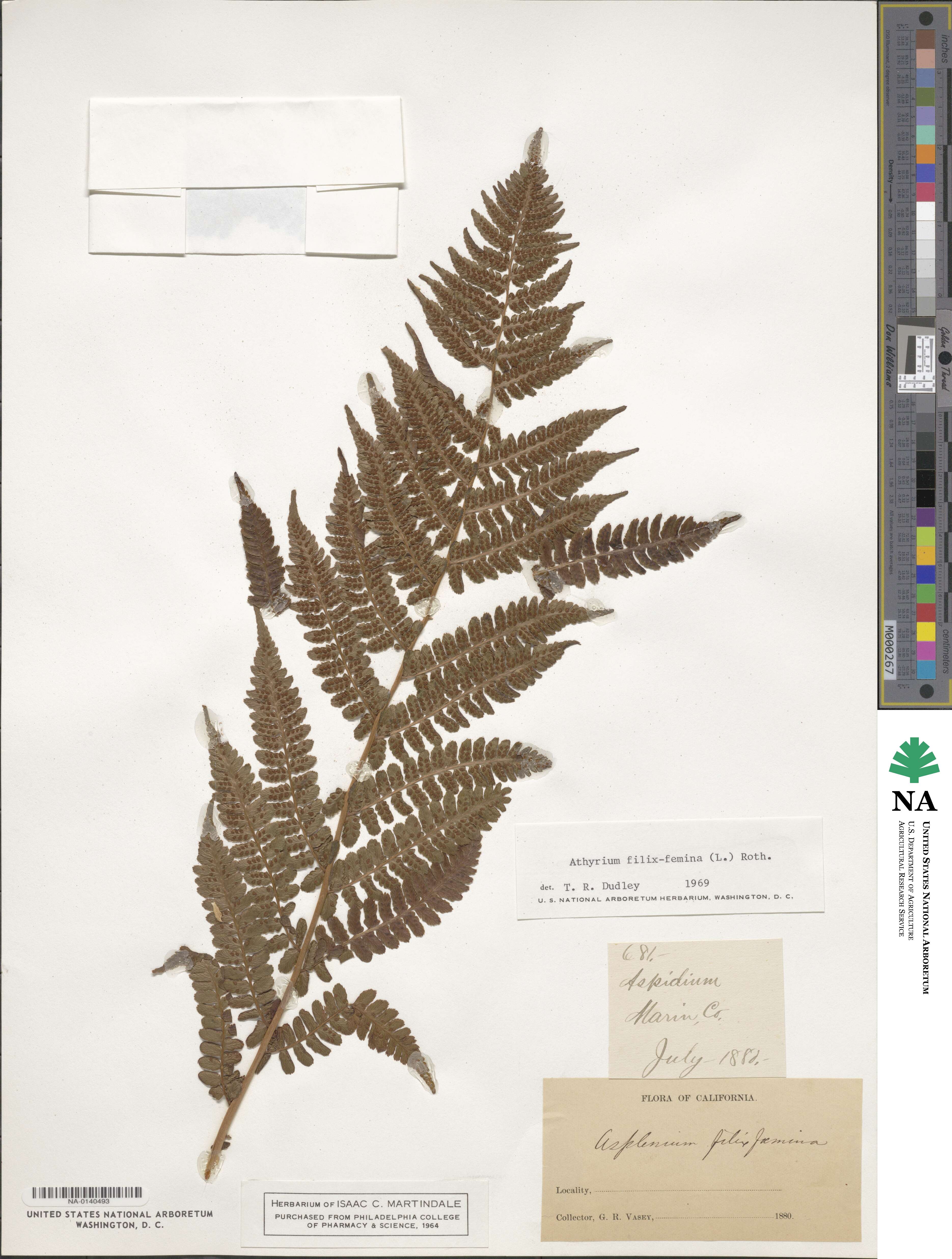 Athyrium image