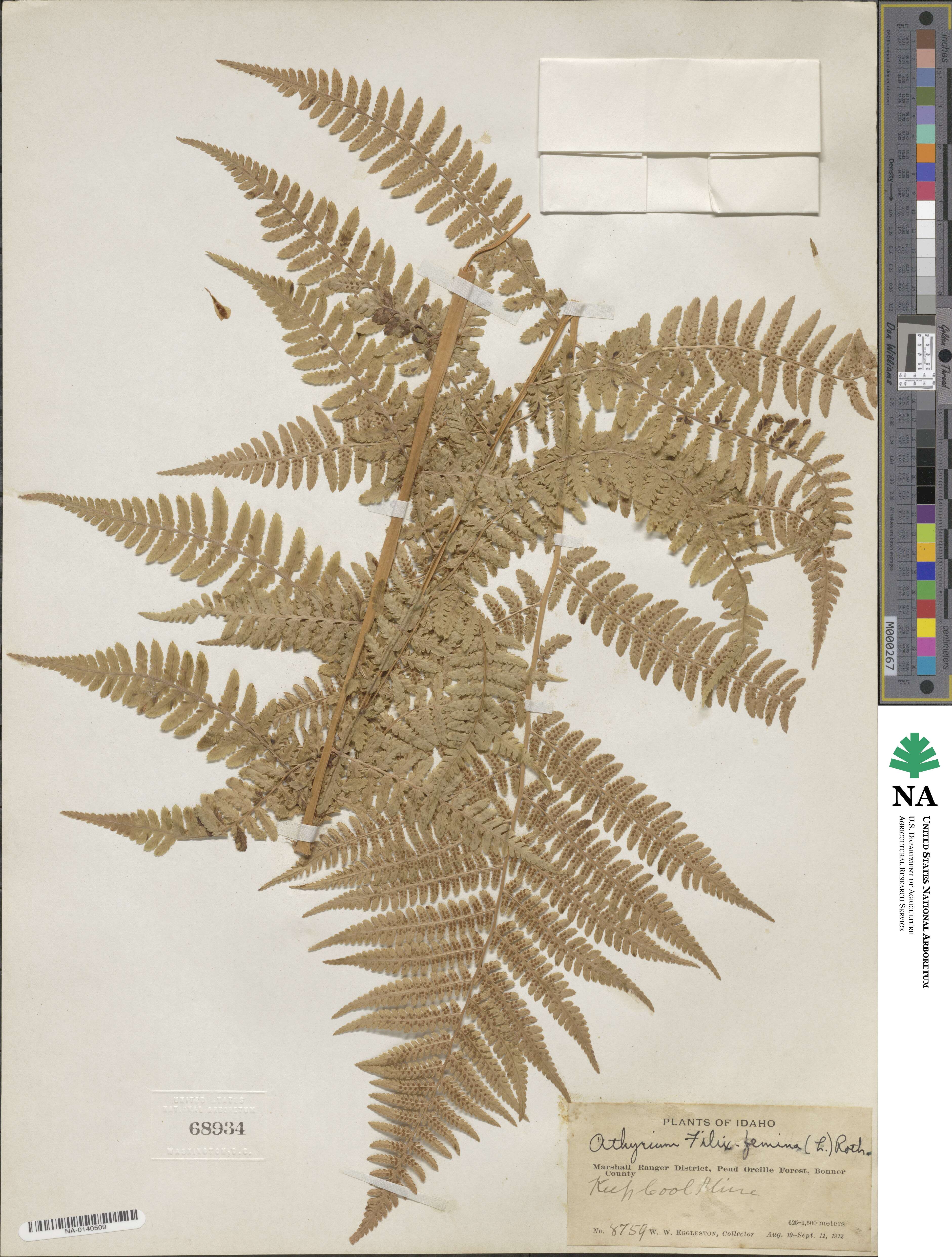 Athyrium image